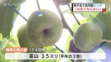 厳しい暑さ 雨不足でナシ農家の悲鳴 富山|TBS NEWS DIG