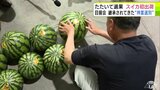 「ポンポン…1!ポンポン…3!」ベテランが“神業選別” 夏の味覚「スイカ」の出荷始まる 青森県鰺ヶ沢町|TBS NEWS DIG