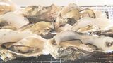 杵築特産「マガキ」 キツキテラスで23日から提供開始 大分 | 大分のニュース|OBS NEWS|大分放送