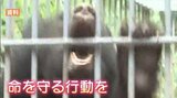 『クマ出没警戒警報』発令 クマに遭ったら「慌てずゆっくり後ずさり」襲われたら「地面に伏せ 頭、首、腹を守る」|TBS NEWS DIG