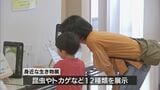 昆虫やトカゲなどの生態を紹介 「身近な生き物展」|TBS NEWS DIG