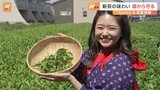 新茶の季節　狭山茶の美味しい飲み方とは【SUNトピ】|TBS NEWS DIG