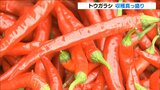 大分県由布市でトウガラシの収穫が最盛期 | 大分のニュース|OBS NEWS|大分放送
