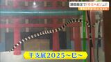 「シマウマみたい」干支にちなみ「ウミヘビ」が静岡市の水族館で期間限定展示 | 静岡のニュース | SBSNEWS | 静岡放送