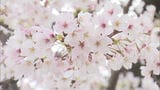 福岡管区気象台が「桜満開」を発表　標本木|TBS NEWS DIG