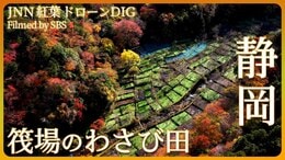 「わさび田と紅葉の絶景 筏場(いかだば)のわさび田」【JNN紅葉ドローンDIG】|TBS NEWS DIG