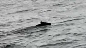 【追記】「クマ」海を泳ぐ様子が撮影される　体長1.5ｍ・体重140kgのオス　港へ戻る漁師が発見　青森県野辺地町沖合いの陸奥湾|TBS NEWS DIG