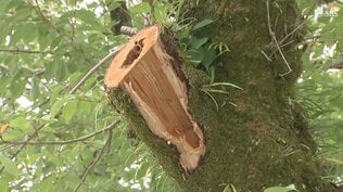 「この桜を千年先まで残していきたい」富士山本宮浅間大社の桜が高齢化で倒木の危機 植え替えを阻む“国史跡”の大きな壁 | 静岡のニュース | SBSNEWS | 静岡放送