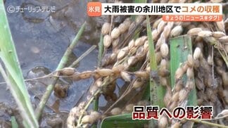 大雨被害で20ヘクタールの冠水　コシヒカリ収穫作業始まり品質懸念　水が抜けず2ヘクタール収穫不能・腐敗進む田んぼの悲痛　富山・氷見市　|　富山のニュース｜天気・防災｜チューリップテレビ