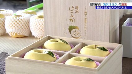 糖度15度以上、蜜入り20%以上の厳選リンゴ「滝沢はるか」 贈答用の選別