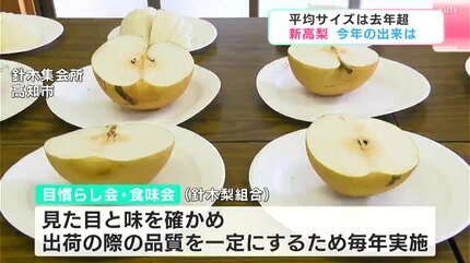 秋の味覚『新高梨』 猛暑の影響少なく平均サイズは800グラムほどで去年