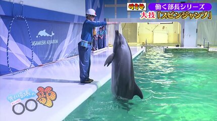 イルカトレーナーに密着「やりがいがすべて」365日無休で開催する