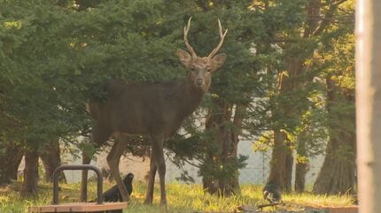 シカ　角　北海道 シカ 角 北海道