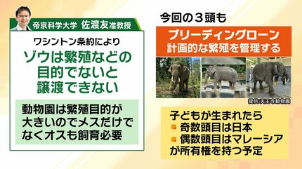 8年ぶり】天王寺動物園にゾウが来た！“バスケコート16面分”総工費44.6