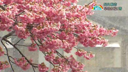 早咲き桜と雪」阿久根市・鹿児島【亀ちゃんのかごしま撮った