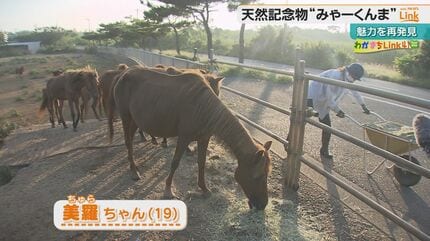 沖縄県指定天然記念物・宮古馬の一日 [DVD] 宮古馬の虐待問題で揺れる島に生まれた「小さな希望