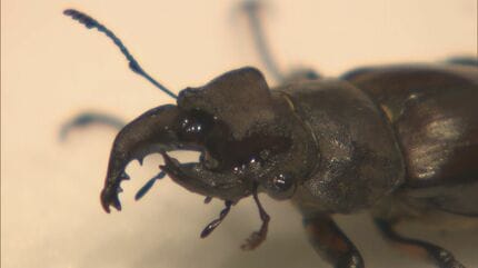 雌雄モザイクのミヤマクワガタが木から落ちてきた」昆虫や化石の名前を