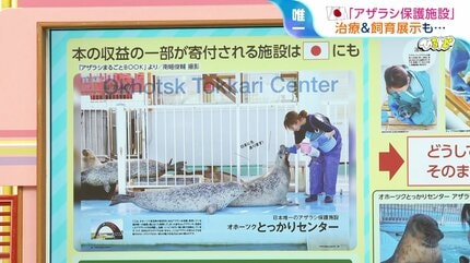 アザラシ専門本』なぜ異例のヒット？きっかけは“アザラシ幼稚園”「保護