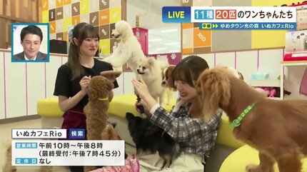 犬飼えないけど触れ合いたい…“11種20匹” 赤ちゃんわんこだらけの