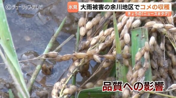 大雨被害で20ヘクタールの冠水　コシヒカリ収穫作業始まり品質懸念　水が抜けず2ヘクタール収穫不能・腐敗進む田んぼの悲痛　富山・氷見市　|　富山のニュース｜天気・防災｜チューリップテレビ