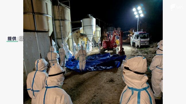 「気を引き締めて取り組む」"豚熱" 約2300頭の殺処分・埋却が完了 静岡県内で35年ぶりの発生|TBS NEWS DIG