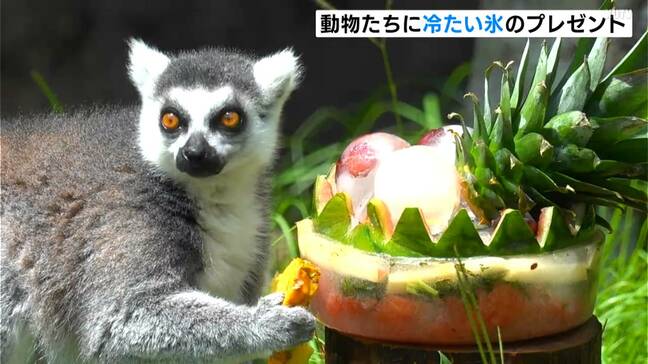 動物に冷た~い“氷”のプレゼント 爪でかいて、なめてひんやり…警戒して距離をとる動物も…(高知・香南市)|TBS NEWS DIG
