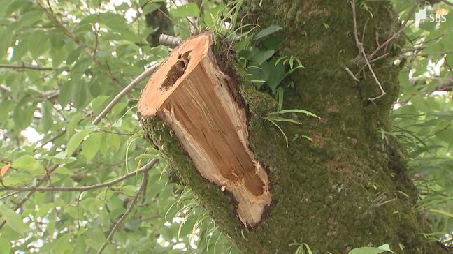 「この桜を千年先まで残していきたい」富士山本宮浅間大社の桜が高齢化で倒木の危機 植え替えを阻む“国史跡”の大きな壁|TBS NEWS DIG