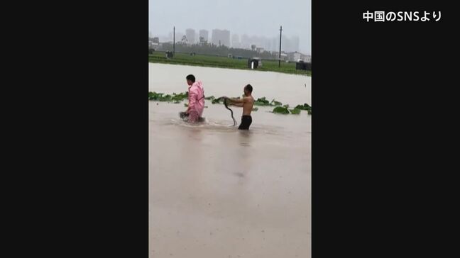 中国・広西チワン族自治区で多数のヘビが脱走　かまれた女性が死亡　台風10号の豪雨で洪水発生|TBS NEWS DIG