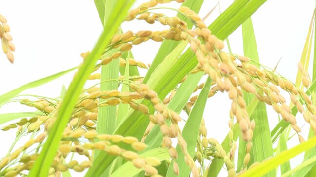 新米の出来は「前年並み以上では」JAがコメ作りの現場を説明 コメの価格高騰続く中「消費者が買える価格が一番いい」福岡|TBS NEWS DIG