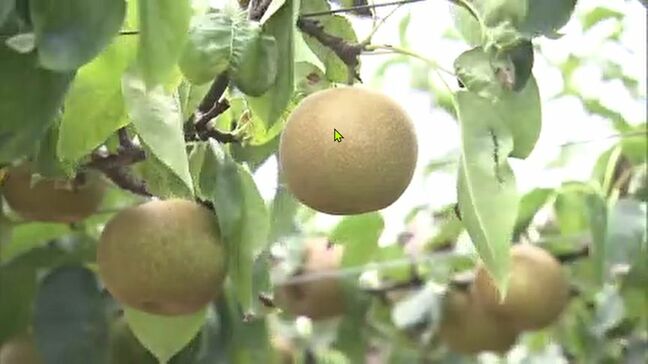 「少しでもそれてくれれば…」台風7号に備え、ナシ農家は早めの収穫　福島・いわき市|TBS NEWS DIG