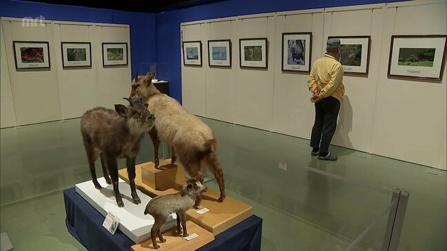 自然の風景や生き物の写真などを集めた展覧　宮崎県総合博物館でＳＳＰ展|TBS NEWS DIG