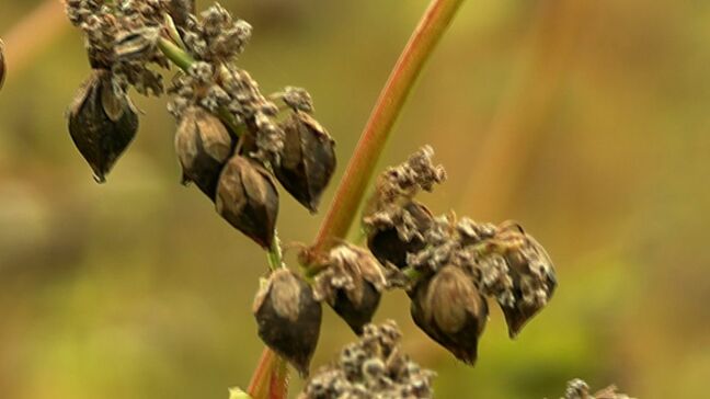 岡山県内最大のソバの産地・真庭市の蒜山高原で収穫始まる　76戸の農家が生産　今月いっぱい収穫|TBS NEWS DIG