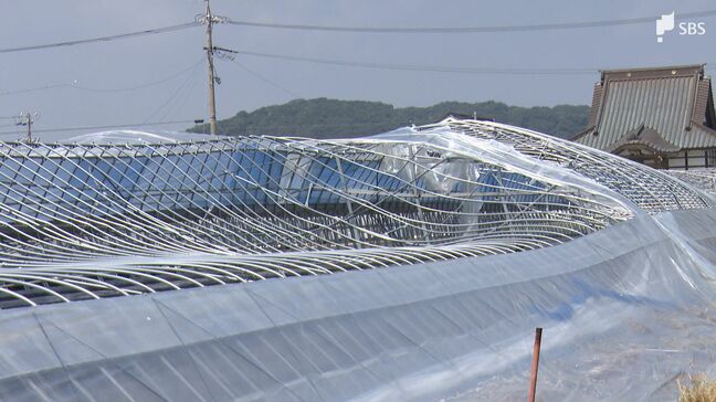 「これで辞めたら一生後悔する」国内最大級の竜巻 被害にイチゴ農家は言葉失うも再起誓う=静岡|TBS NEWS DIG