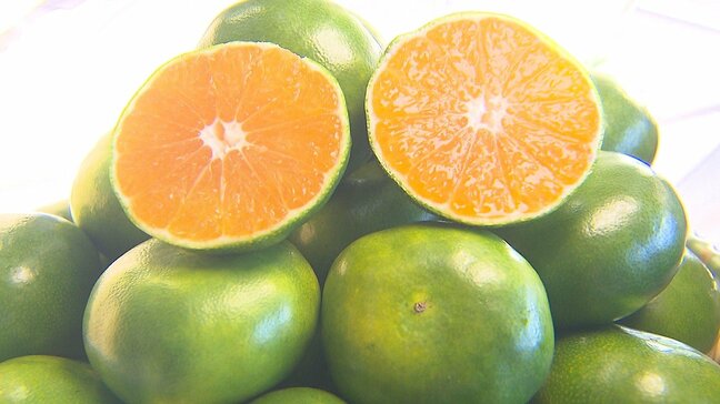 極早生ミカン「おおいた早生」初競り 1キロあたり418円で取り引き 高値スタート|TBS NEWS DIG