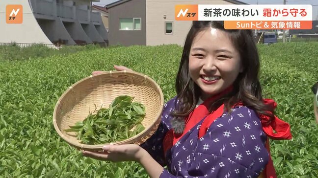 新茶の季節 狭山茶の美味しい飲み方とは【SUNトピ】|TBS NEWS DIG
