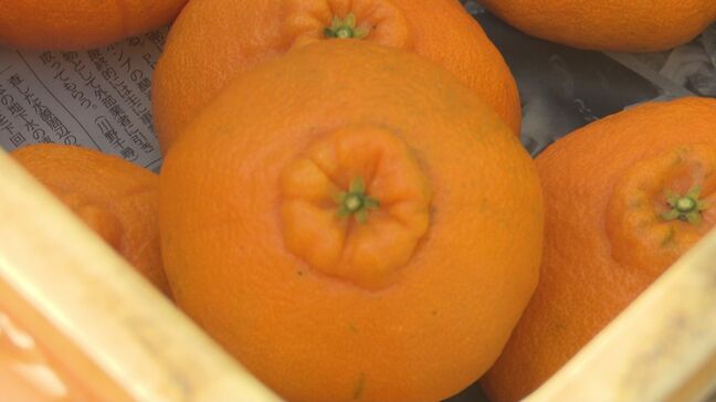 デコポン初売りに向け「不知火」の収穫始まる 初売りは12月1日 熊本県天草市|TBS NEWS DIG