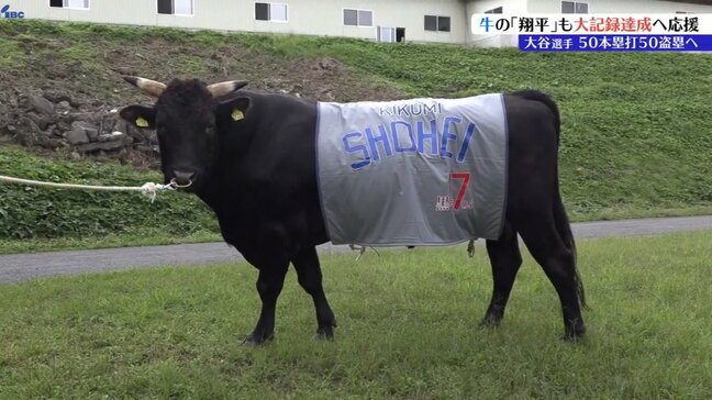 種牛として「メジャー級」の活躍を見せる　その名も「菊美翔平」！到達までモー少し！大谷翔平選手の「50－50」達成を応援　岩手・奥州市|TBS NEWS DIG