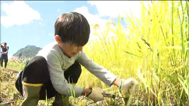 「おいしく食べたい」低アミロース米「ゆきむすび」手作業で稲刈り 宮城・大崎市 |TBS NEWS DIG