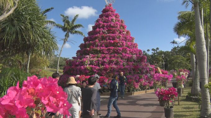 約100万輪のブーゲンビレアが咲き誇る  高さ8メートルの「ブーゲンタワー」も  東南植物楽園で「おきなわブーゲンフェア」開催|TBS NEWS DIG