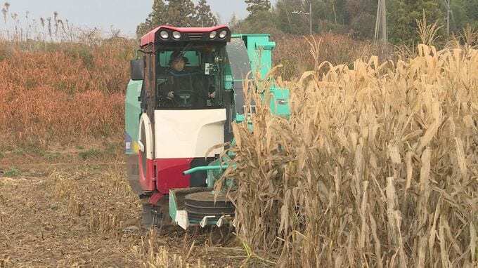 「円安や戦争に大きく価格が左右される…『安定』につながれば」飼料用トウモロコシの収穫・製品化の実演会　|　山口のニュース・天気・防災｜tys NEWS｜ｔｙｓテレビ山口