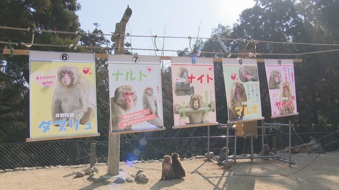 高崎山760匹の頂点は　選抜総選挙スタート　大分　|　大分のニュース｜OBS NEWS｜大分放送