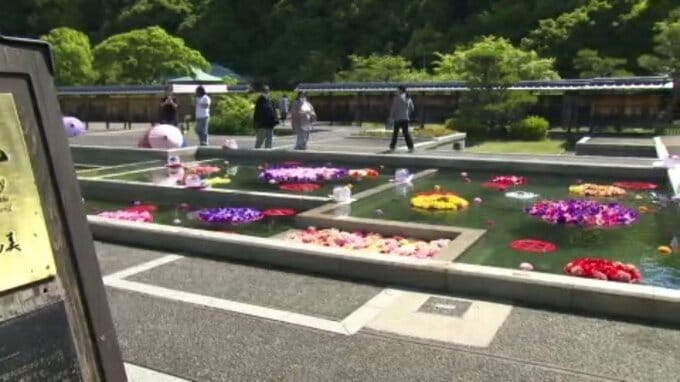 松山城の二之丸史跡庭園を彩る色あざやかな4000本の花「恋する庭園」|TBS NEWS DIG