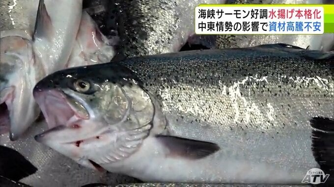 大きいもので体長70cm・重さは5kg超も　今シーズンも大ぶりに成長した「海峡サーモン」水揚げが本格化　3年連続で水揚げ量100トン超見込む一方で緊迫する中東情勢の影響による資材高騰の不安広がる|TBS NEWS DIG