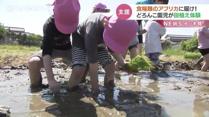 食糧難のアフリカへ支援米　園児たちが田植えに挑戦　富山　|　富山のニュース｜天気・防災｜チューリップテレビ
