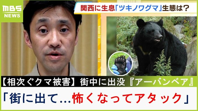 【相次ぐクマ被害】大型野生哺乳類の専門家が解説『アーバンベア』は「車や犬や人に会っていくうち怖くなってアタック」遭遇したら「とにかく距離をとれ」|TBS NEWS DIG