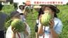 「お店で見たことしかない」北海道厚岸町の児童が村山市で旬のすいかを収穫！友好都市の児童たちがおいしいすいかで交友深める（山形）　|　山形のニュース│TUYテレビユー山形