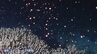 漆黒の海中に咲くピンクの “花” その正体は サンゴの産卵 「1週間潜り続けて」わずか15分の光景　熊本・天草市　|　熊本のニュース｜RKK NEWS｜RKK熊本放送
