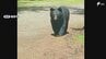 「前例にないことが起こっている」クマの目撃が相次ぐ静岡県裾野市が「クマ出没対策本部」立ち上げ 学校や観光施設にも影響拡大　|　静岡のニュース | SBSNEWS | 静岡放送