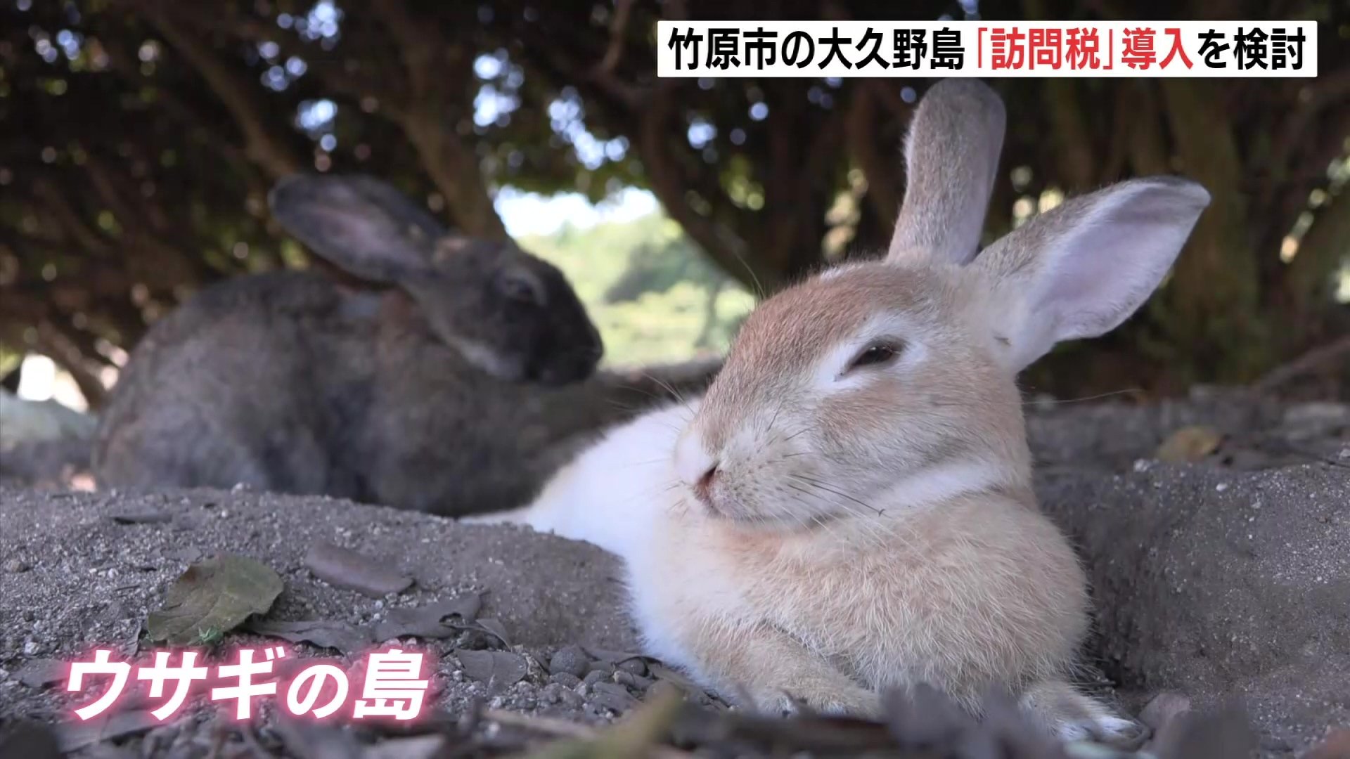 ウサギとの距離感巡るトラブルなどの課題解決へ ウサギの島・大久野島