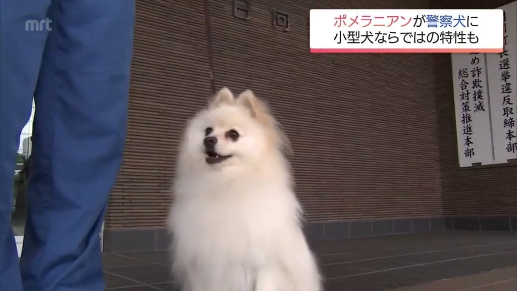 小型犬ならではの特長を生かして 宮崎県内初 ポメラニアンが警察犬に